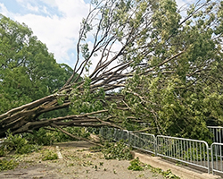 台風被害で倒れる木